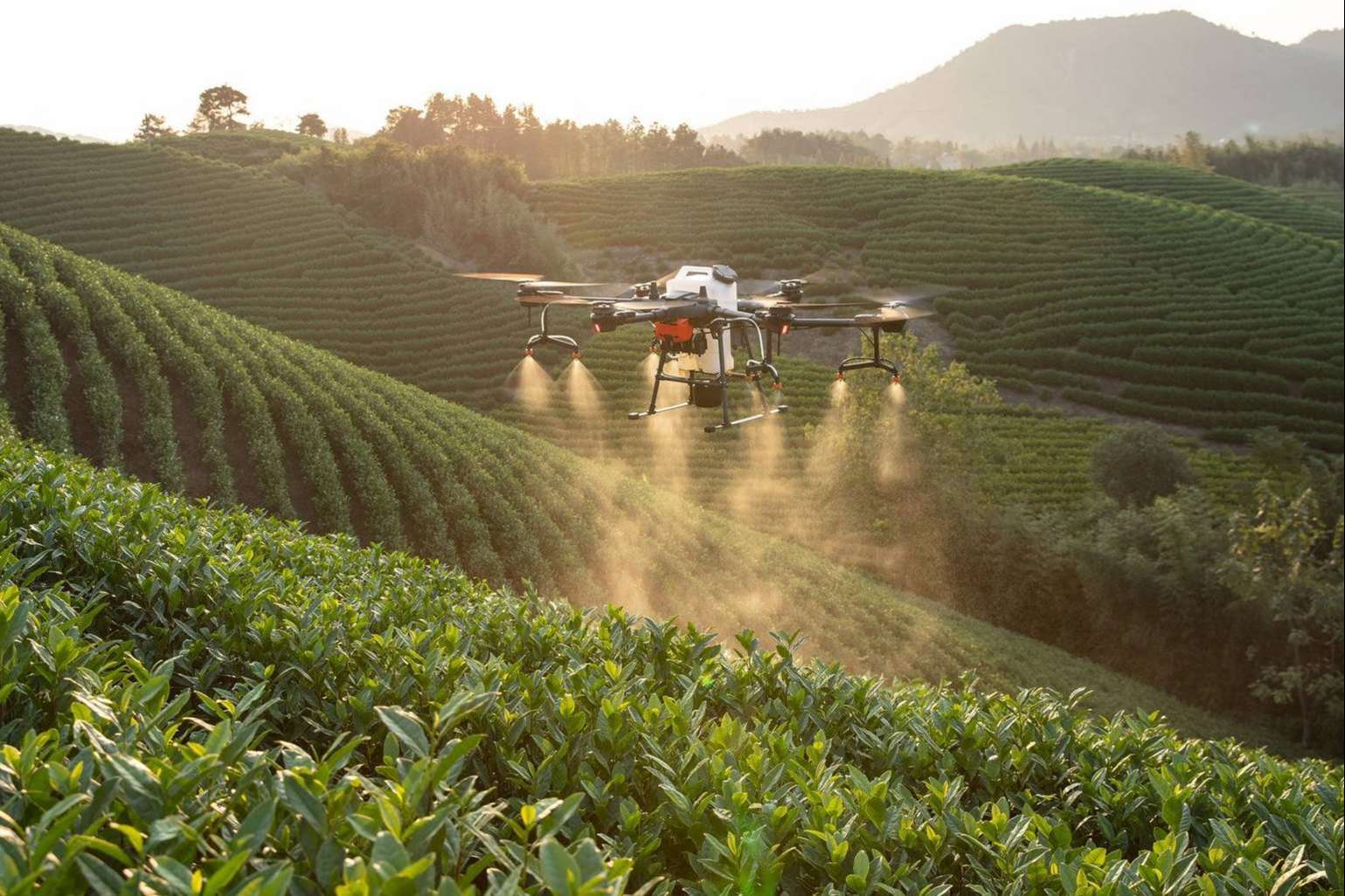 Drones agricultura de la mano de IbericaDron, el nuevo modelo del futuro