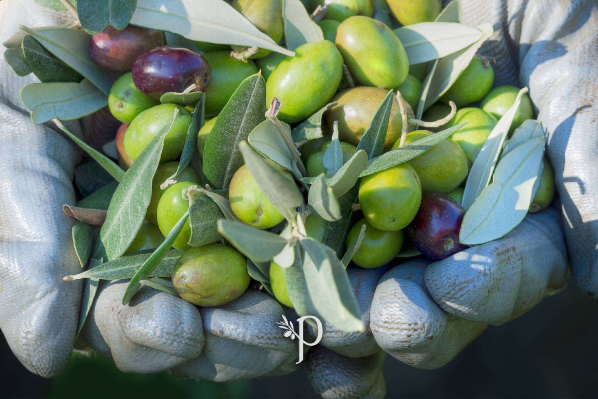 La empresa Olipaterna comercializa el Aceite de Oliva Virgen Extra de Huelva