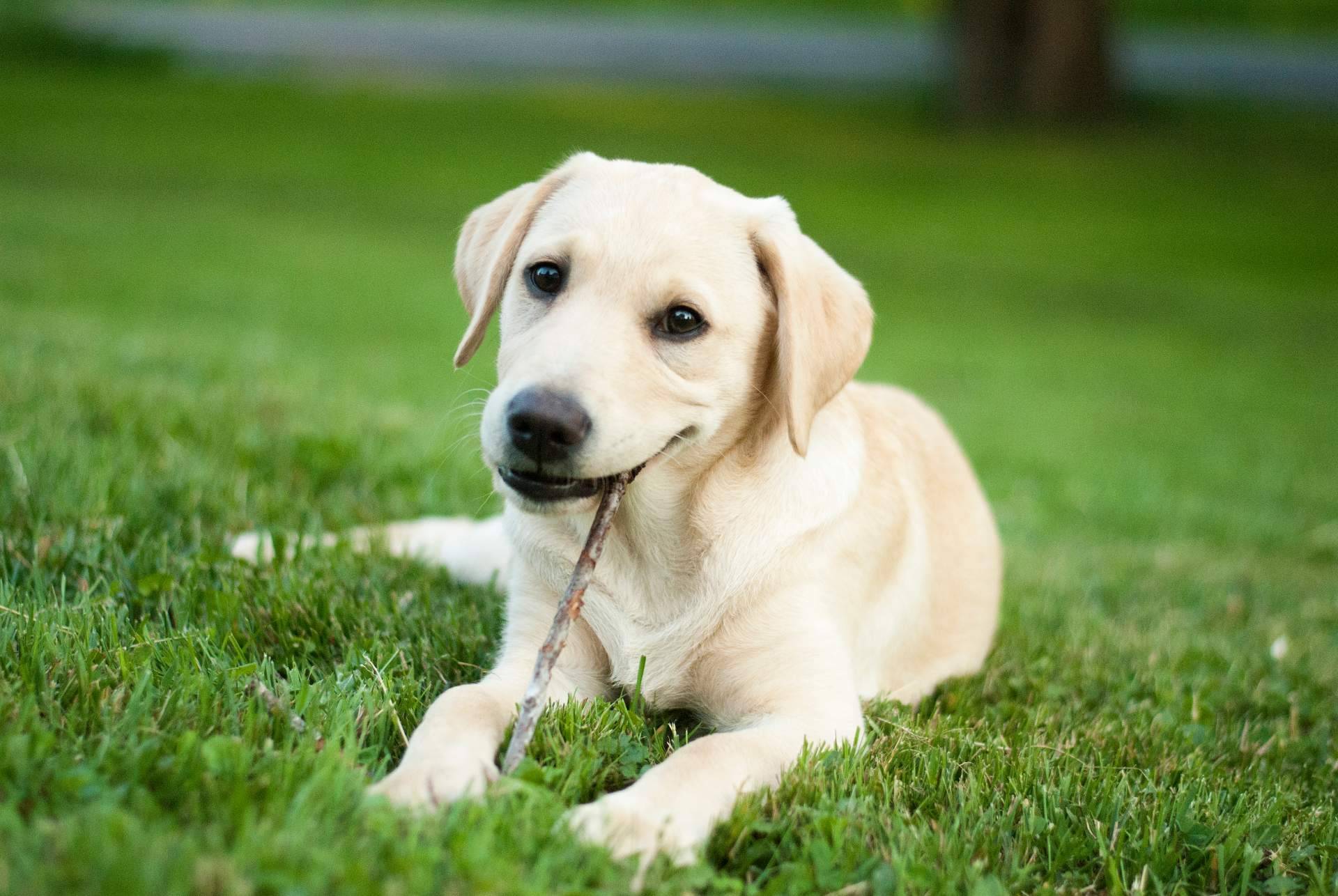 El criadero especializado 101 Cachorros ofrece todas las garantías en sus servicios
