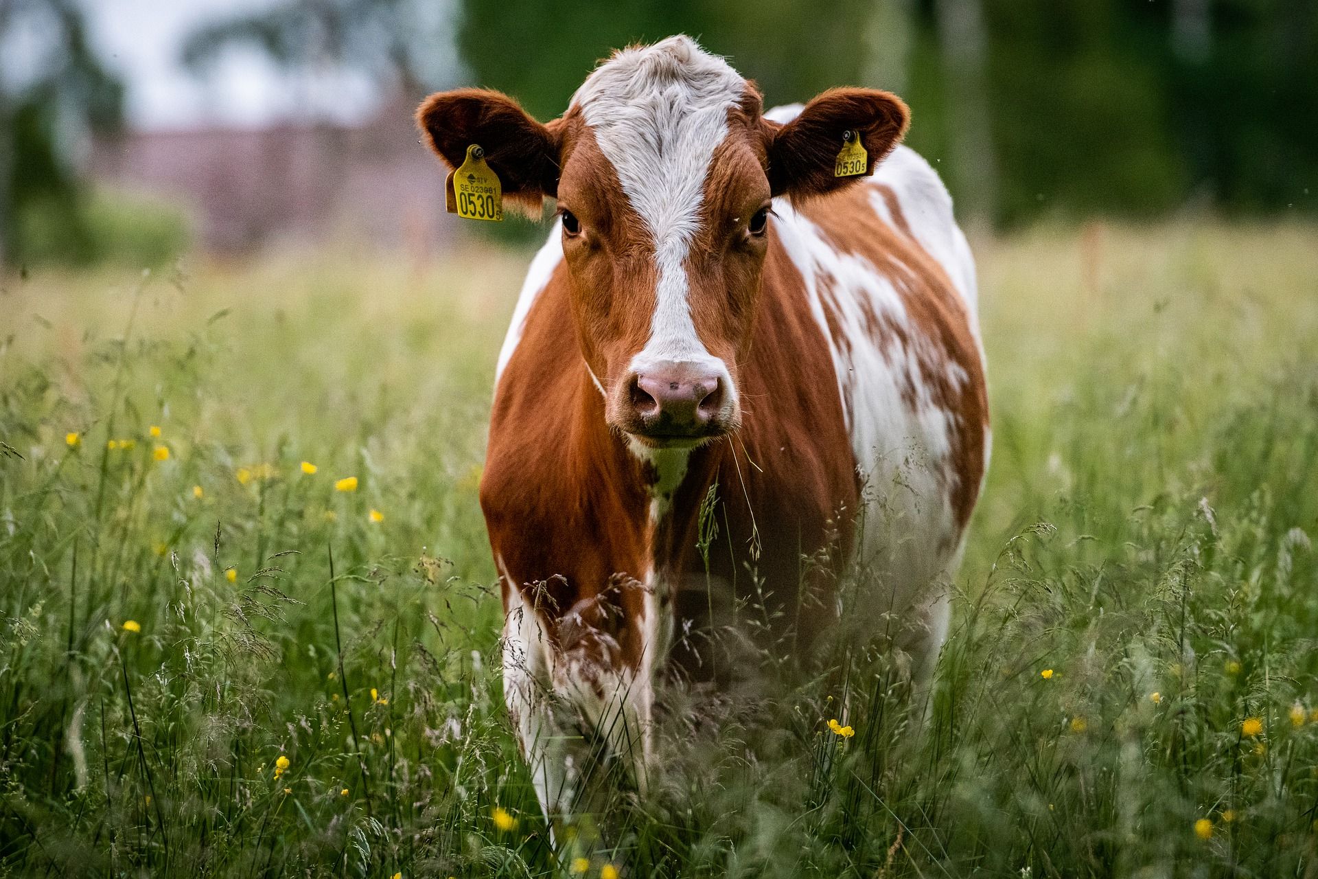 SATECMA realiza una campaña radiofónica en Onda Agraria para promover sus soluciones para la ganadería