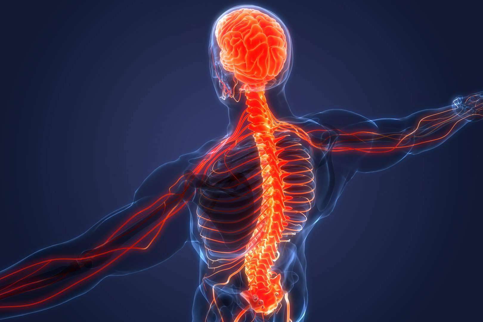 La importancia del sistema nervioso, por Centre Chiropractic Dr. Marc Bony