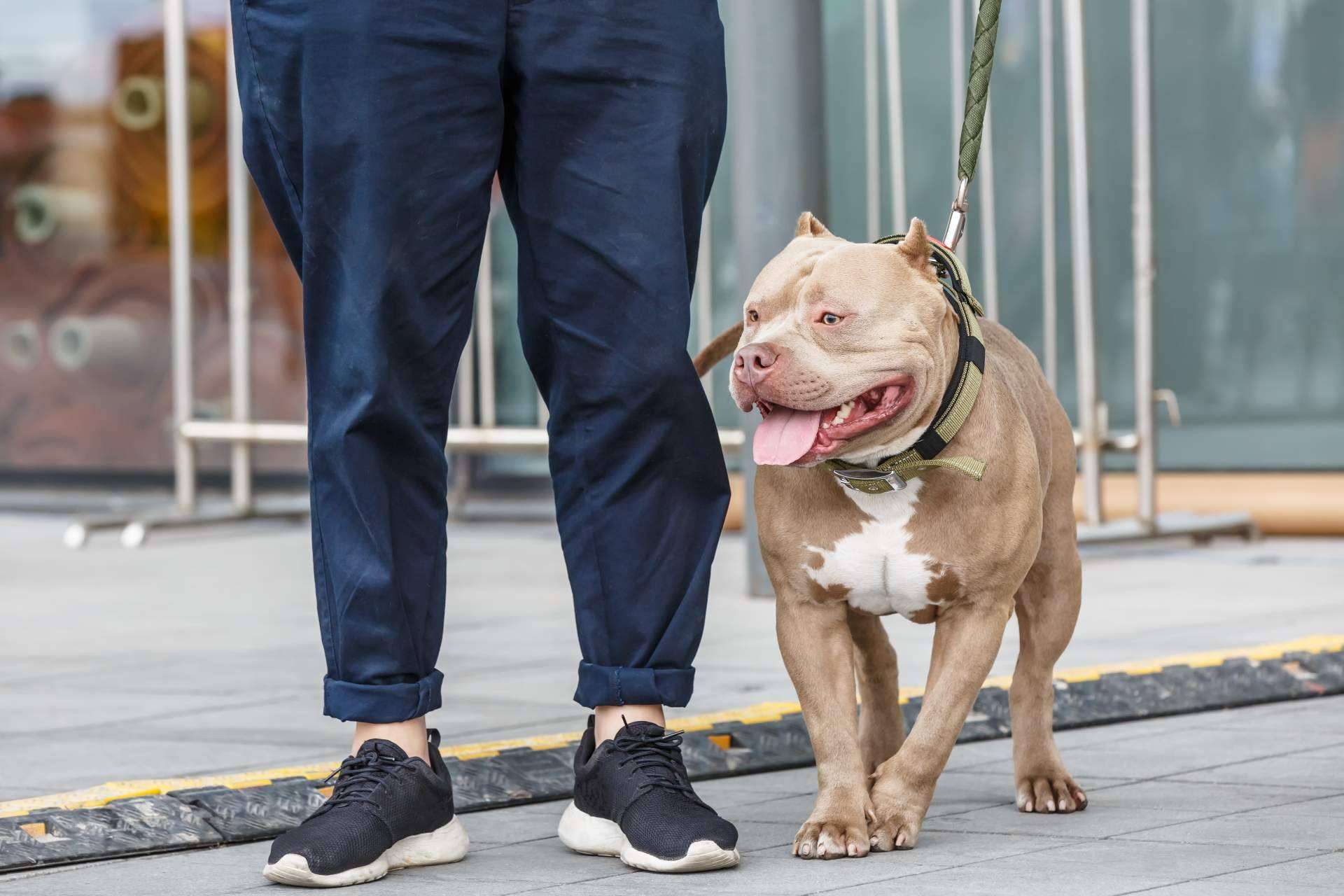 Los perros invisibles también necesitan un hogar