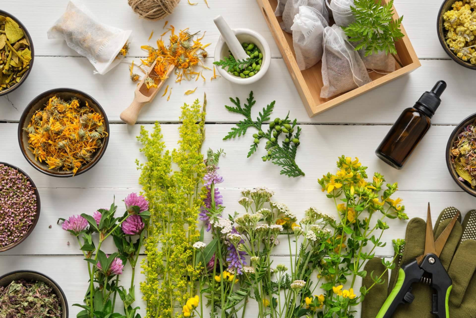 El Cardo Mariano de Store Naturopatía para la desintoxicación natural del hígado en primavera