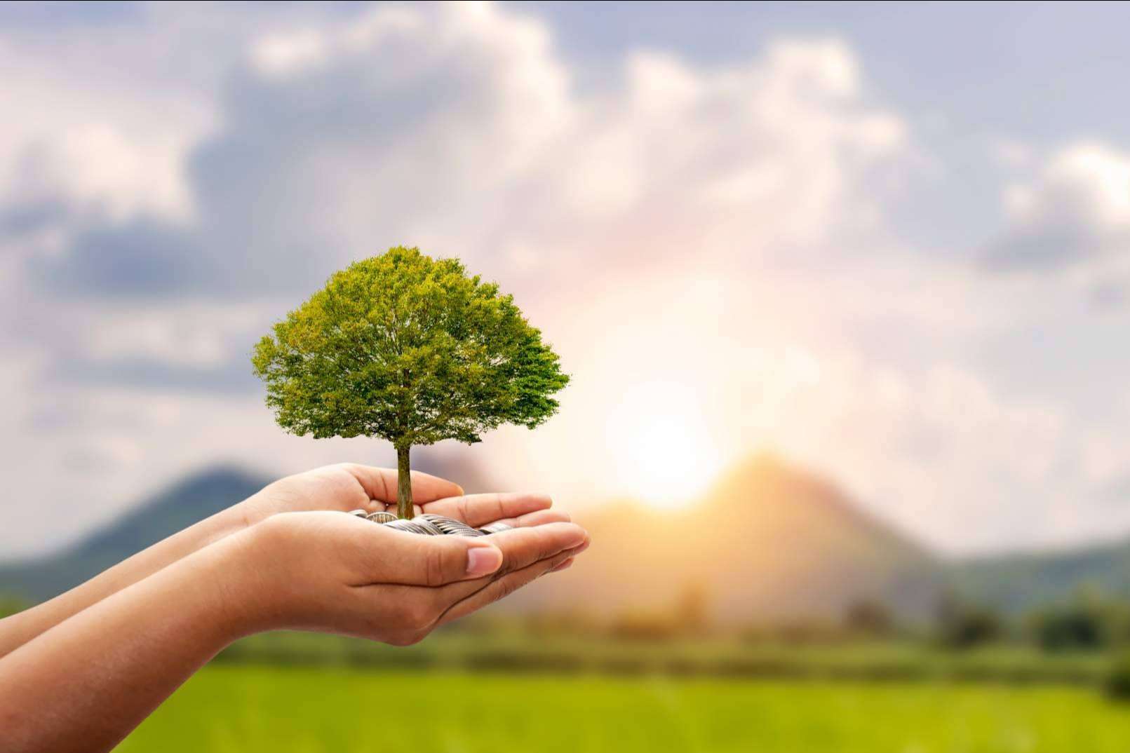 La importancia de marcar objetivos de sostenibilidad ambiental en las compañías