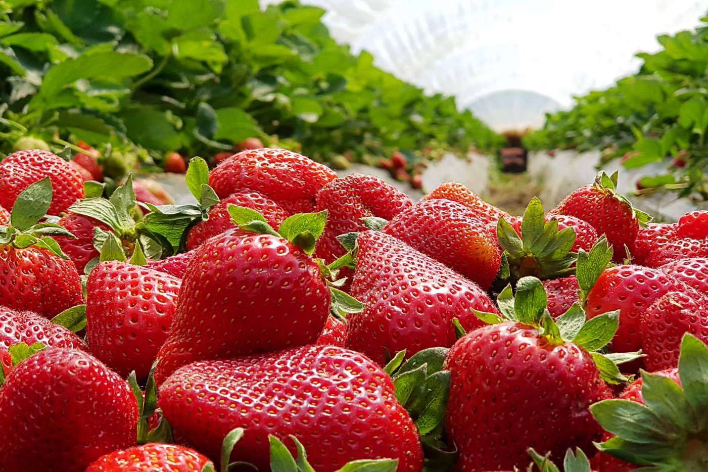 ¿Cómo ha sido la cosecha de la fresa en España de 2022?, por Baor Products