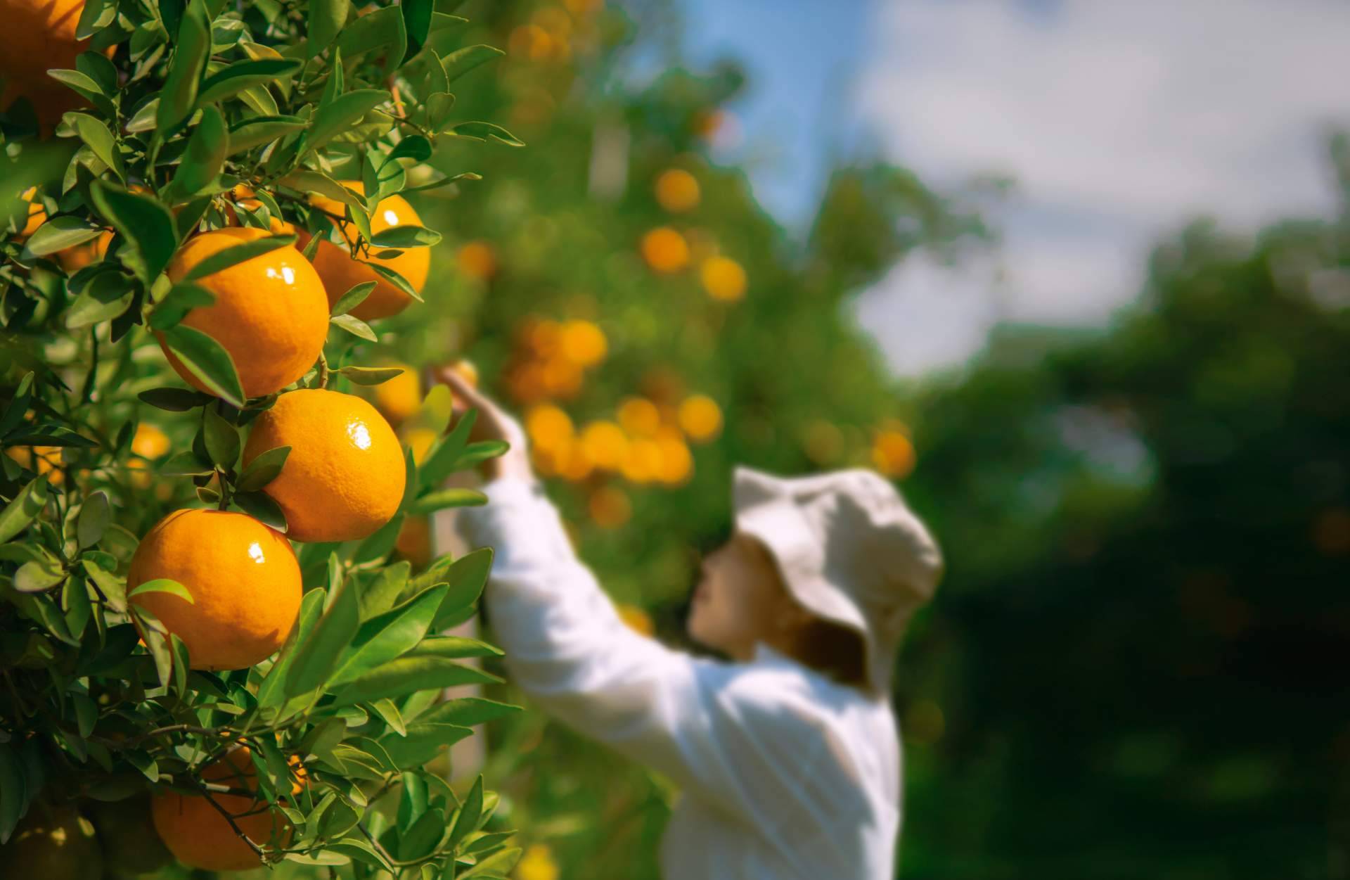 Sabor a Naranjas expone la importancia de la agricultura sostenible para consumir naranjas frescas