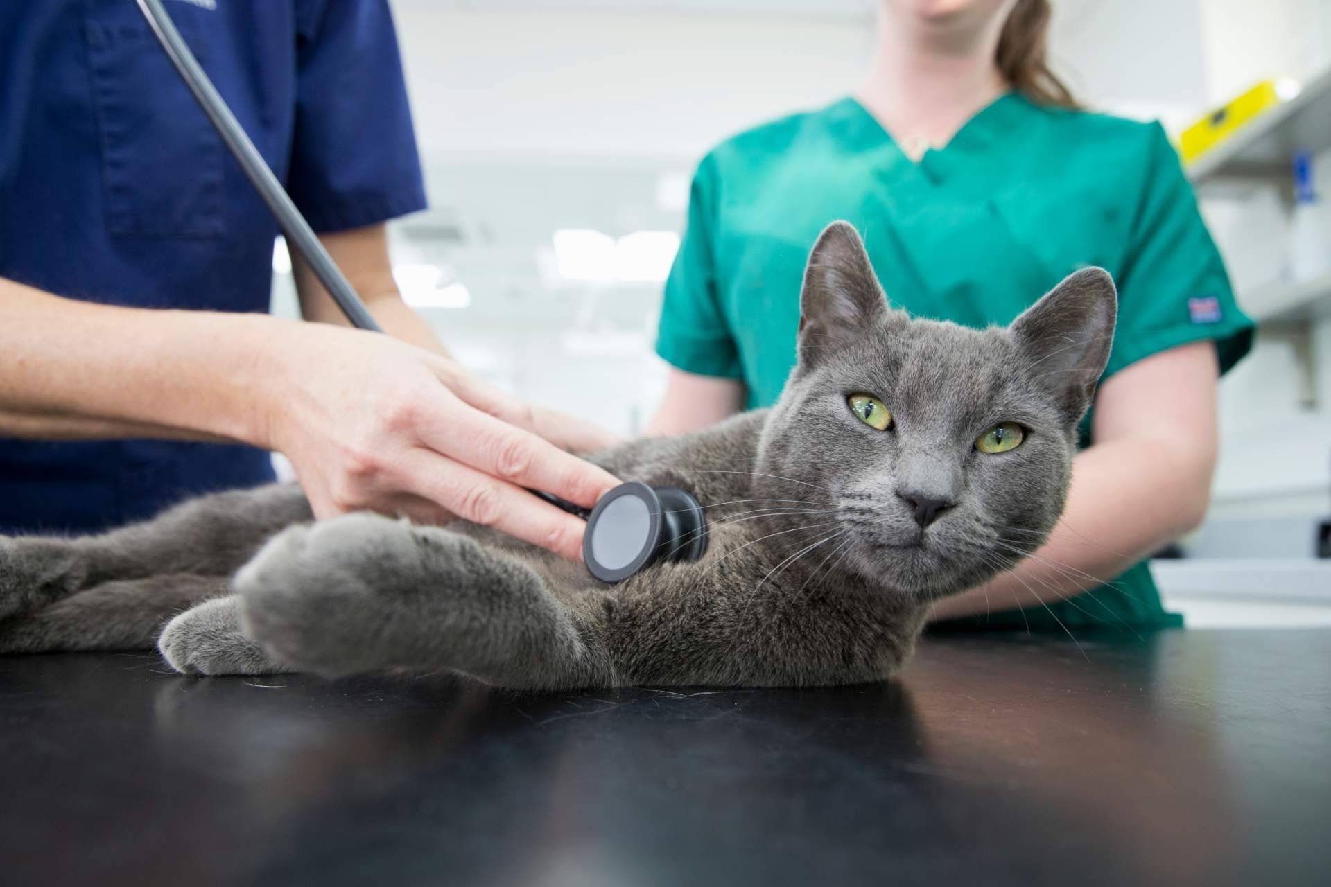 Motivos por los que es importante contratar un seguro veterinario