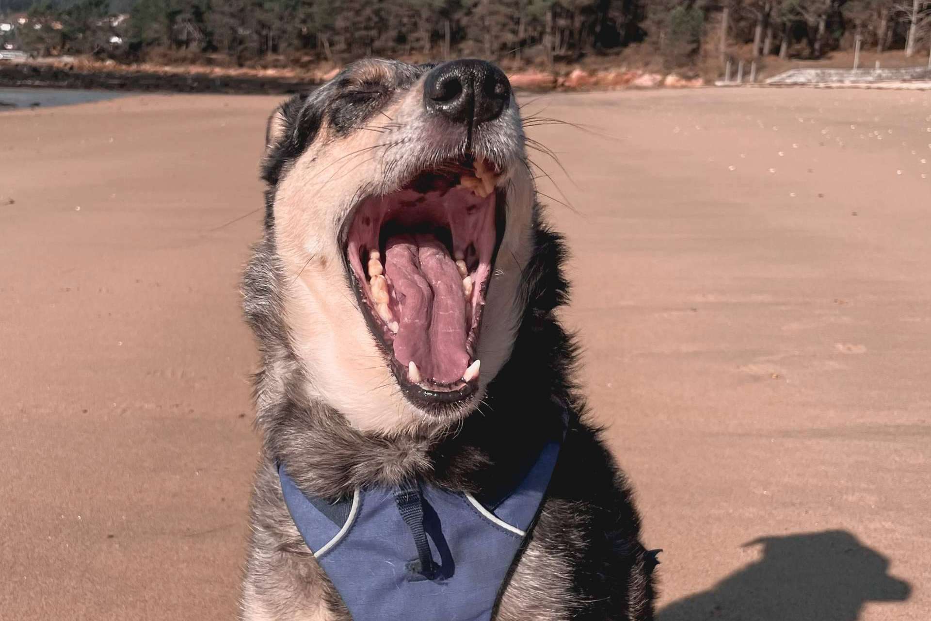 Las causas y las recomendaciones para afrontar el comportamiento reactivo de los perros, de la mano de Ulises y Argos