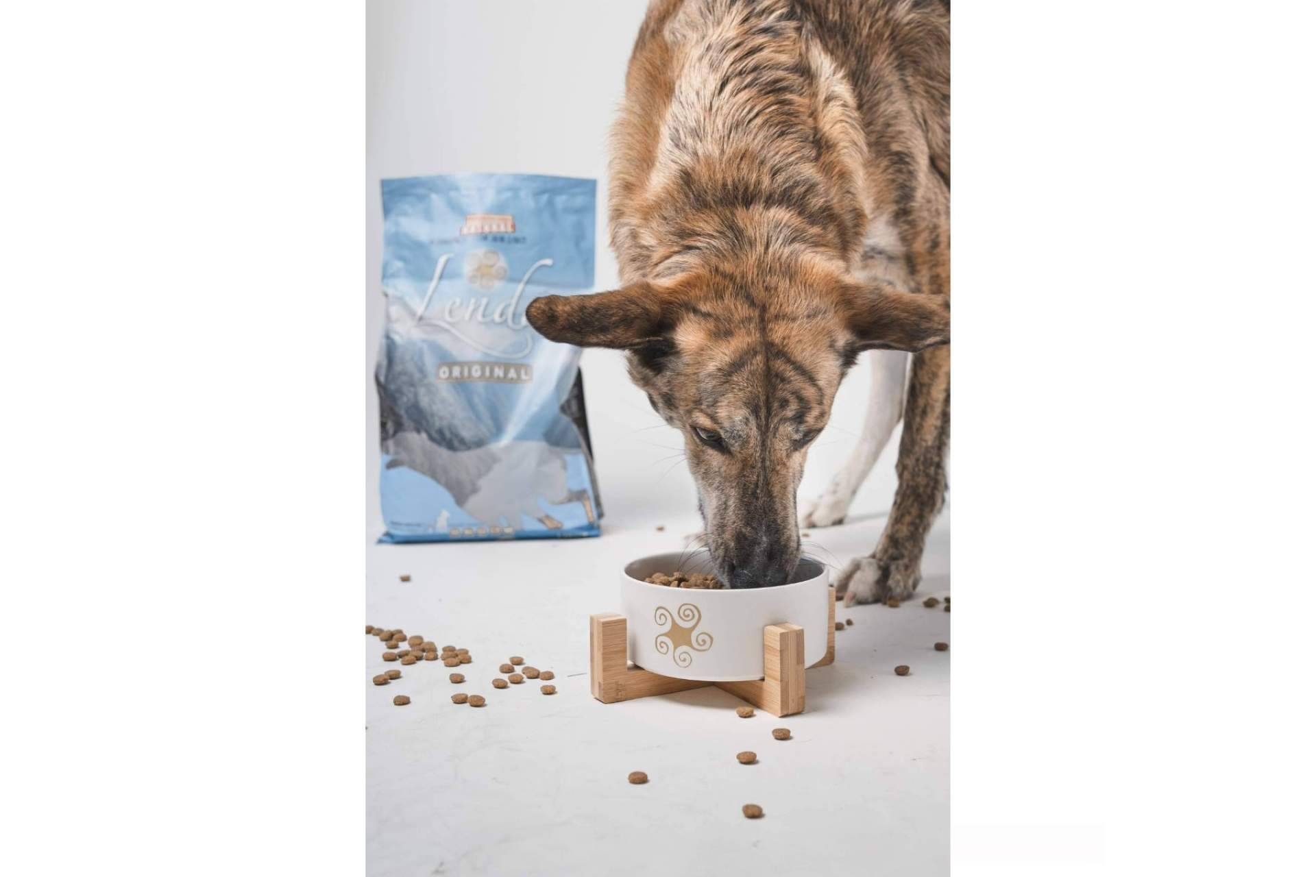 ¿Cómo influye la dieta alimenticia en la salud de los perros?