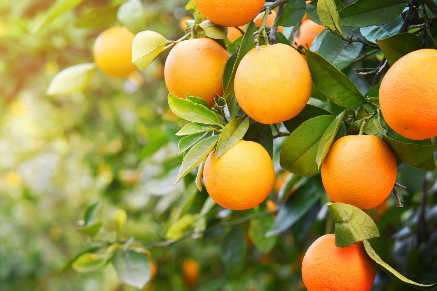 ¿Qué es el etiquetado Nutri-Score? por Sabor a Naranja