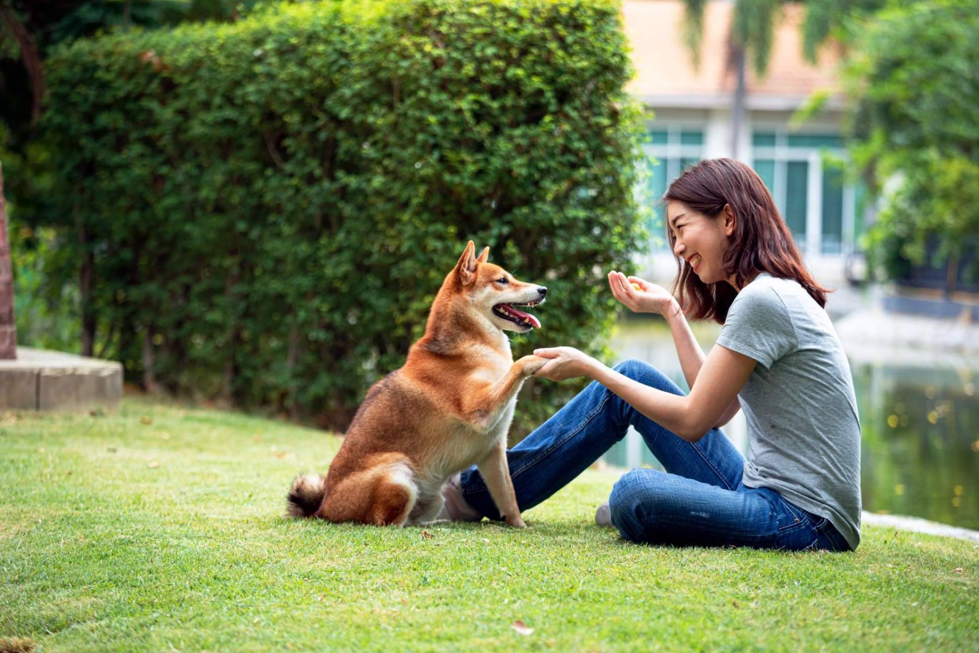 Trabajar el comportamiento de los animales de compañía con refuerzo positivo, con Antrozoología