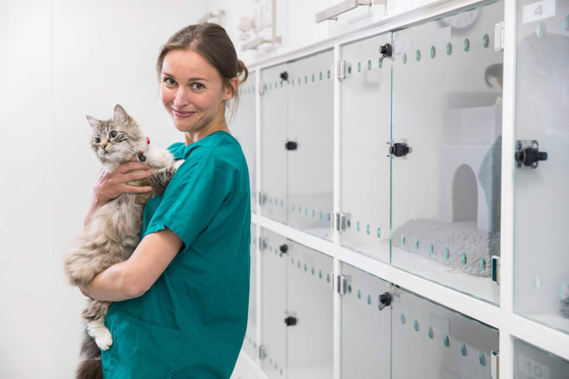 Causas de la fiebre en los gatos