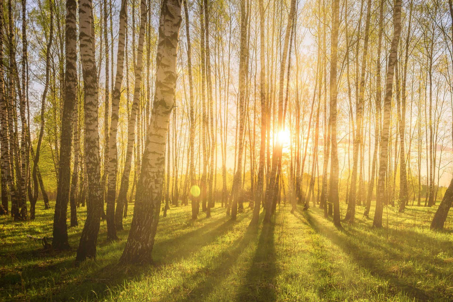 ¿Cómo combatir el greenwashing?, por DoGood