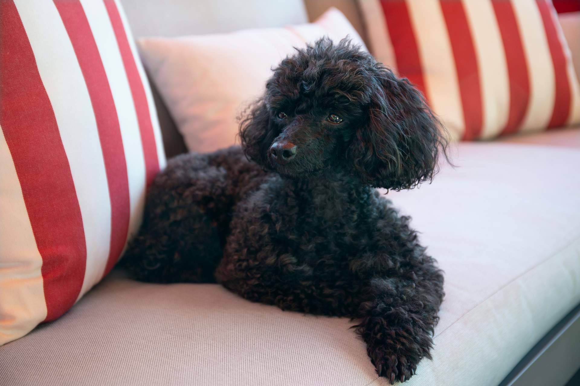 Todo lo que hay que saber acerca de los perros caniches, de la mano de DeCaniches.com