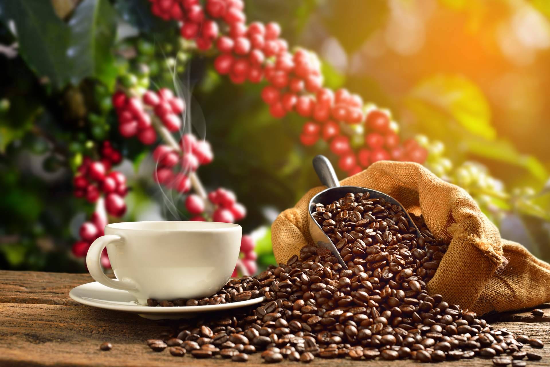 Café Ciano y sus packs specialty de café