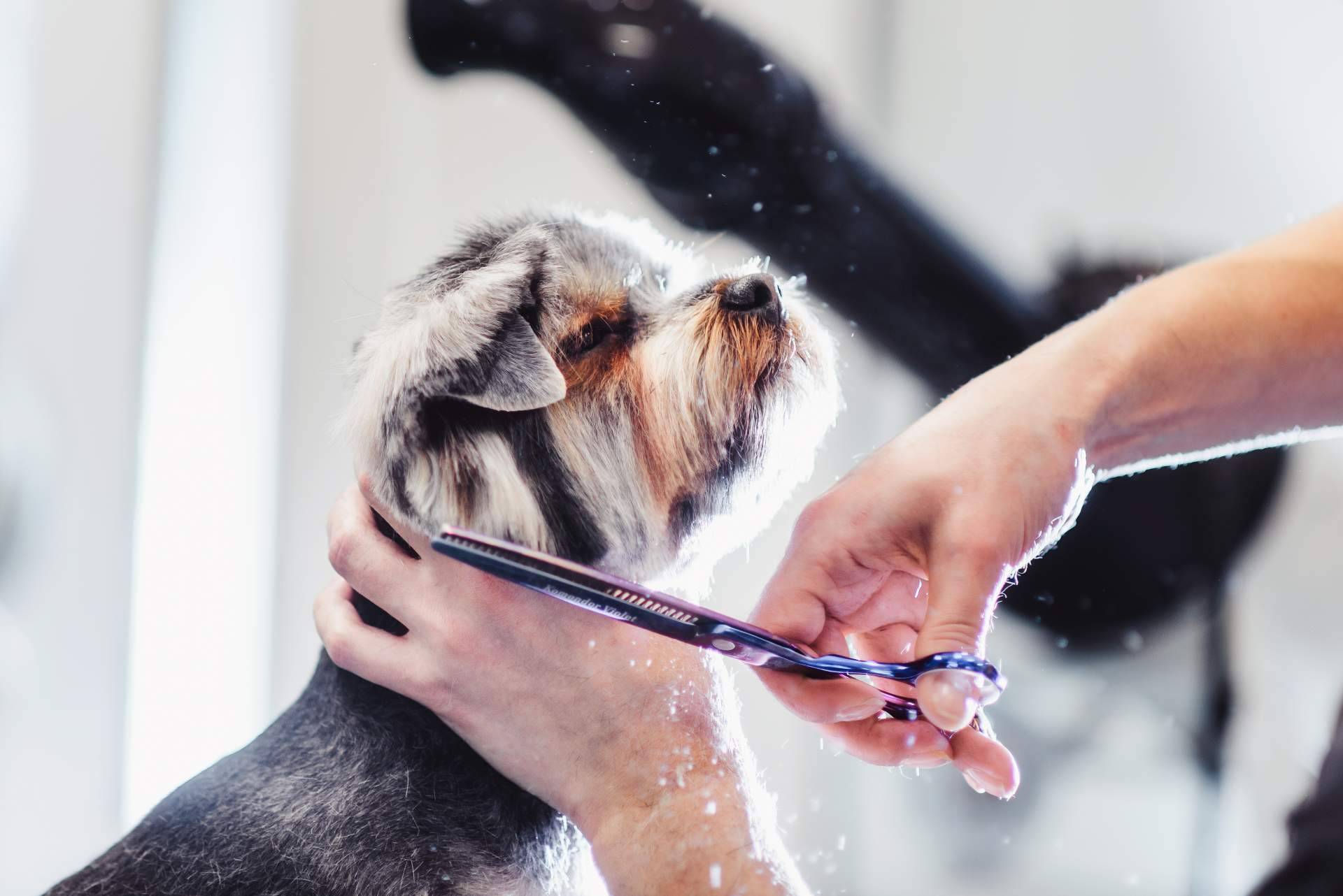 La importancia de llevar a los perros de pelaje corto a la peluquería canina y no bañarlos en casa