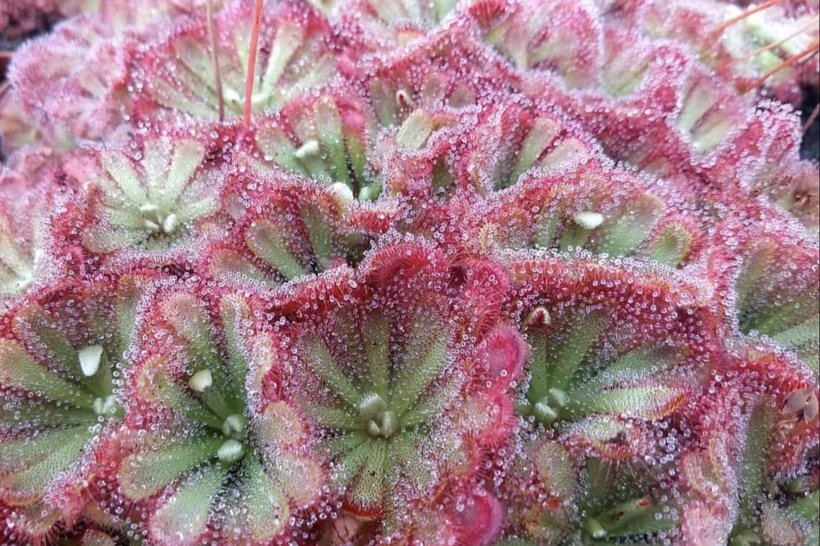 Regalar un pack de plantas carnívoras en Navidad