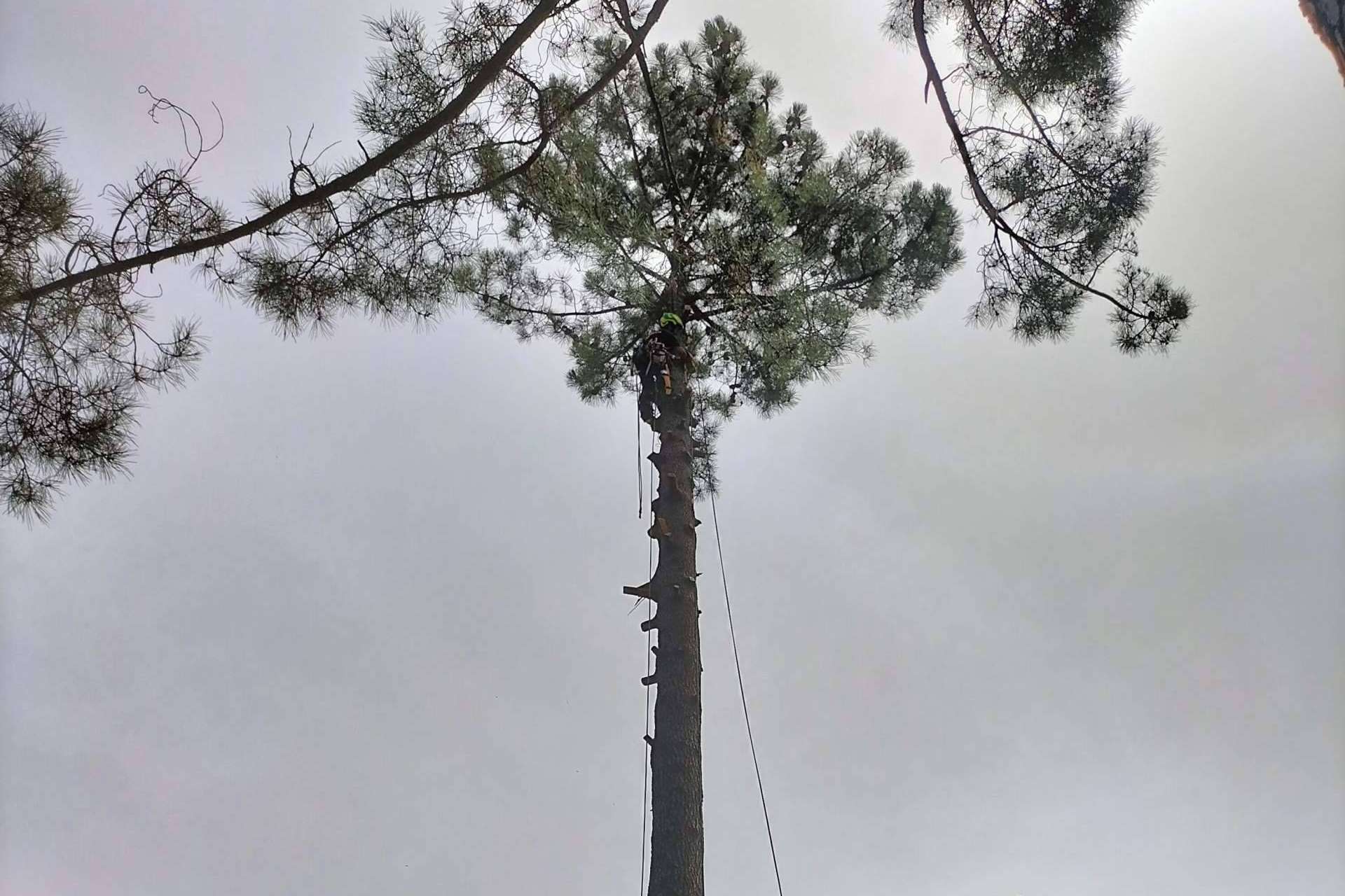 Talas de Árboles ofrece todo el cuidado de un árbol, desde que nace hasta que muere, con su servicio completo de poda y tala