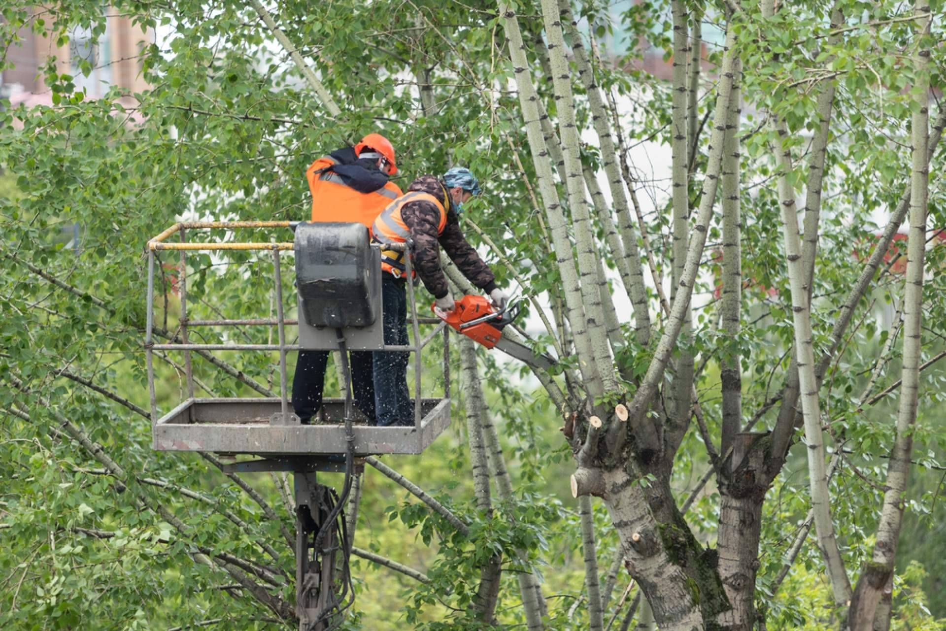¿Por qué es importante tener el jardín en orden?, por Podarama