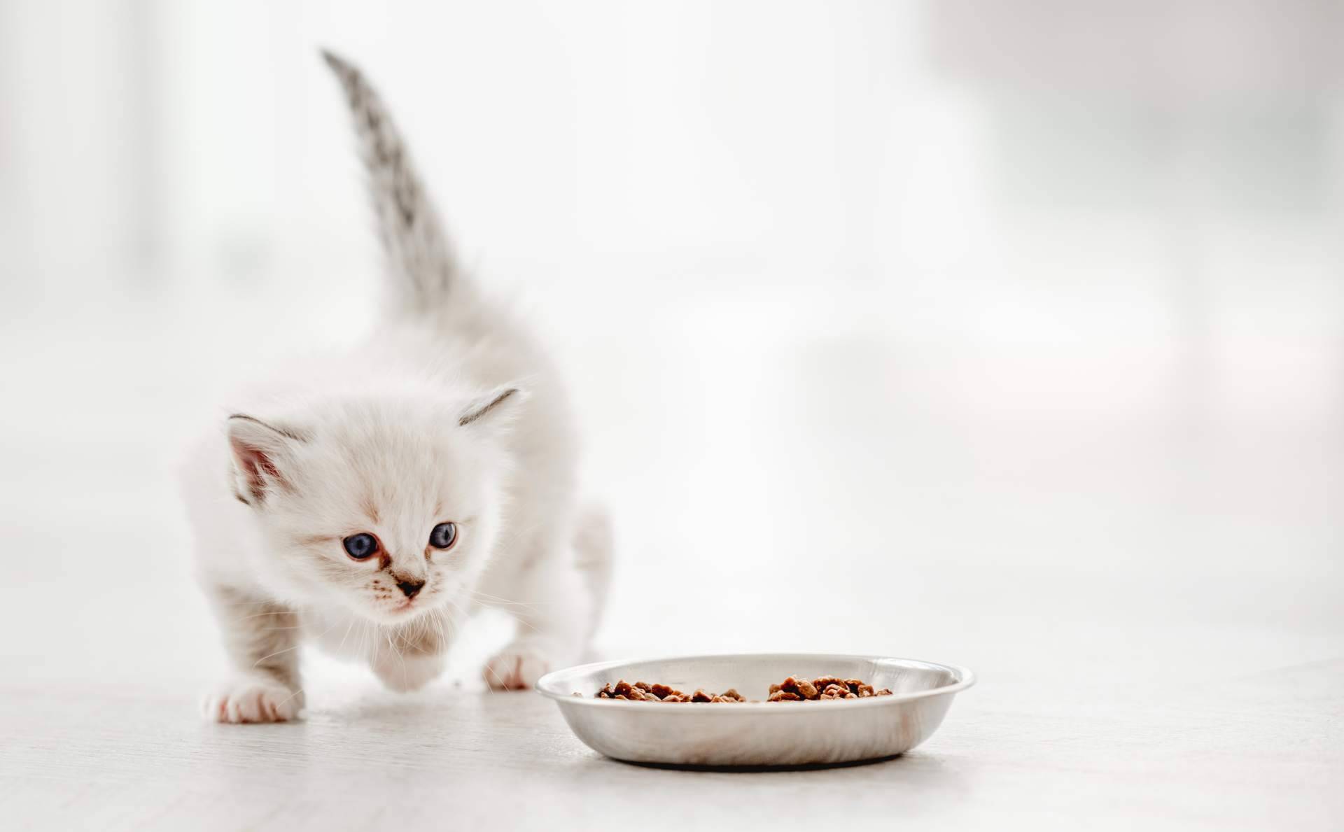 La creación de publicidad digital de la mano de mascotaperdida112.com para encontrar gatos perdidos