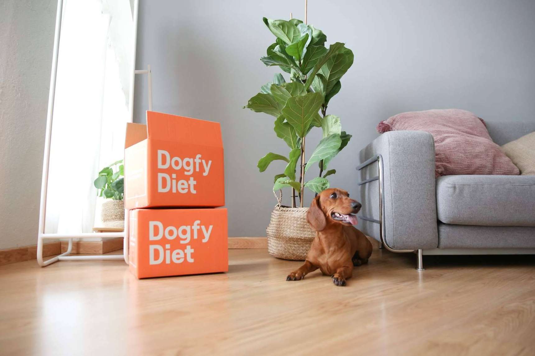 Comida natural para perros, la alternativa alimentaria de Dogfy Diet que fortalece el sistema inmune entre otros beneficios
