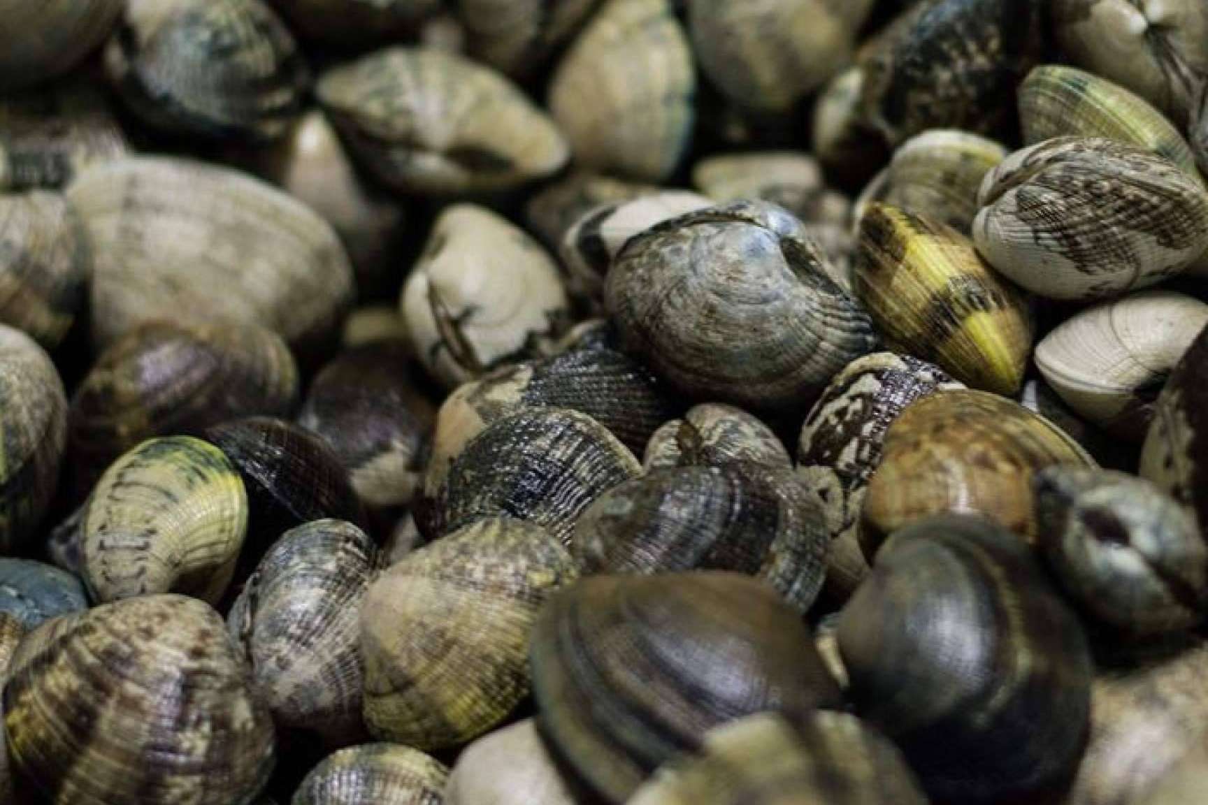 Se acerca la época de los moluscos, con Lonja de Ayamonte