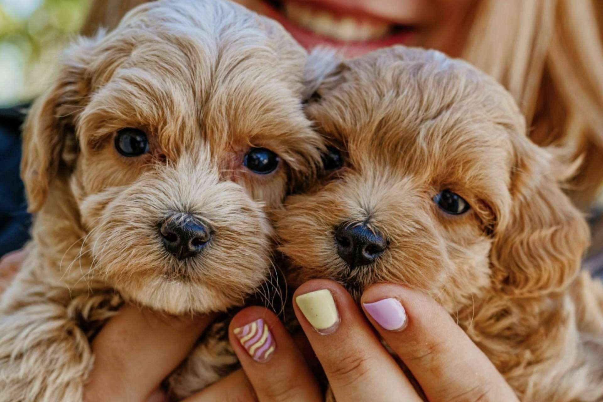 Un criadero de perros pequeños que destaca por su amor por los animales, Los Luceros de Vandalia