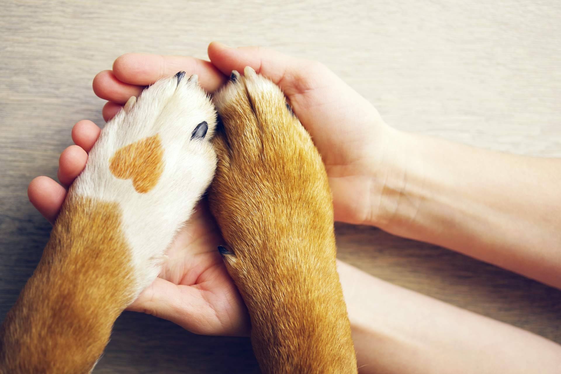 Tormo Franquicias Consulting cuenta las claves del éxito de la franquicia fundada por Jesús Becerra, El Perro Feliz