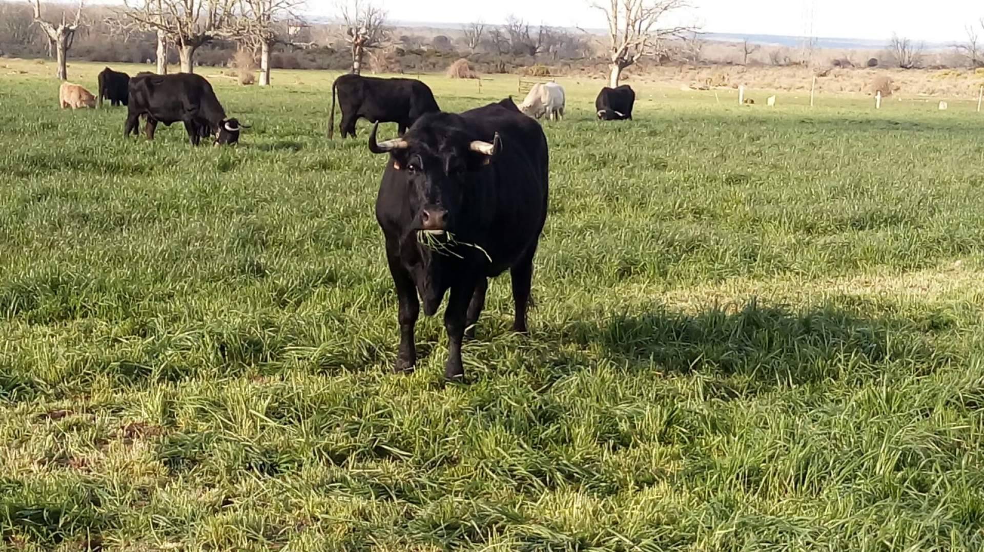 Carne de calidad inigualable, ternera del Bajo Tormes