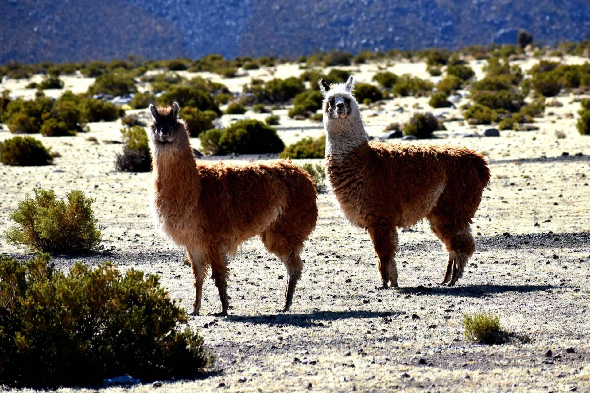 Descubrir los rincones más impresionantes de Chile, con Mayuru Tour