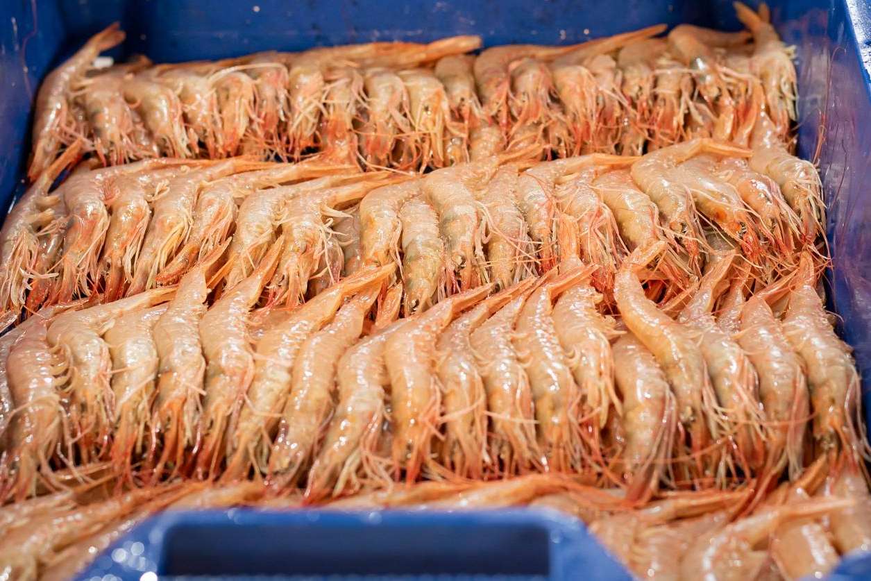 Cuál es la diferencia entre langostino y gamba