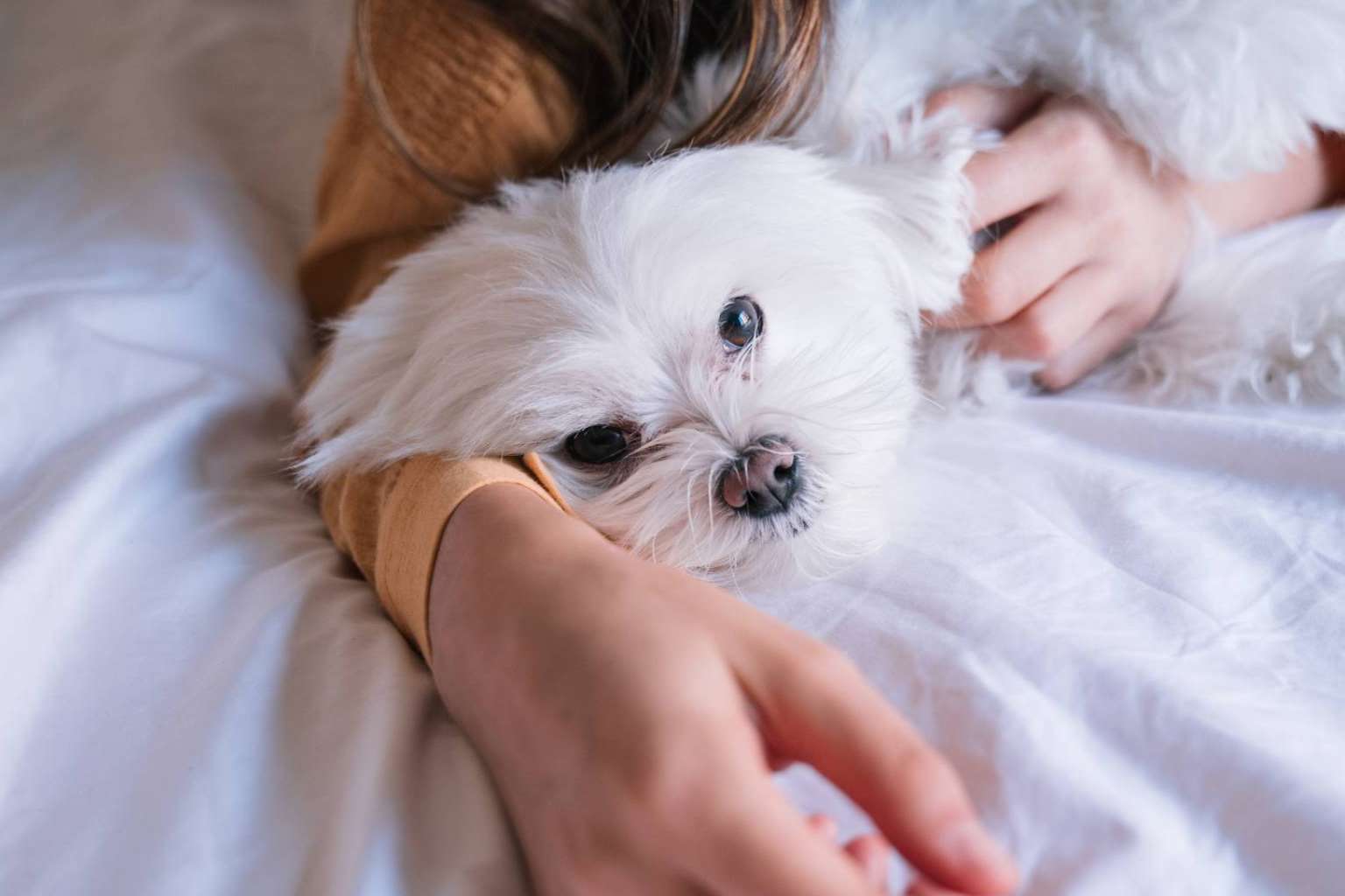 El proyecto especializado en encontrar criadores caninos fiables de perros de raza pequeña, Maltés Lovers