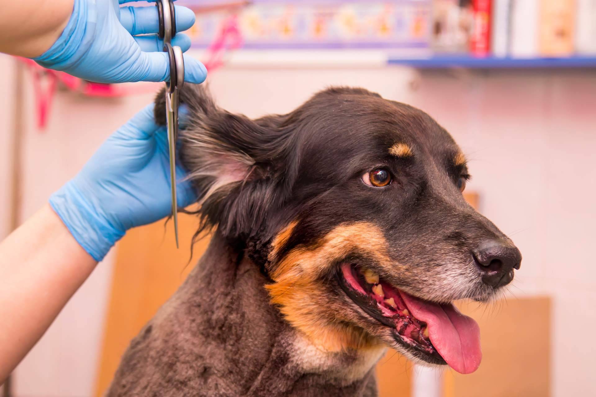 Perrukings sobre la importancia de los cuidados estéticos para las mascotas