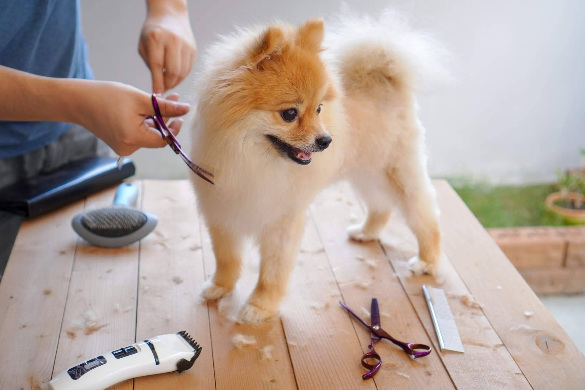 Perrukings sobre las ventajas de contratar los servicios de una peluquería canina