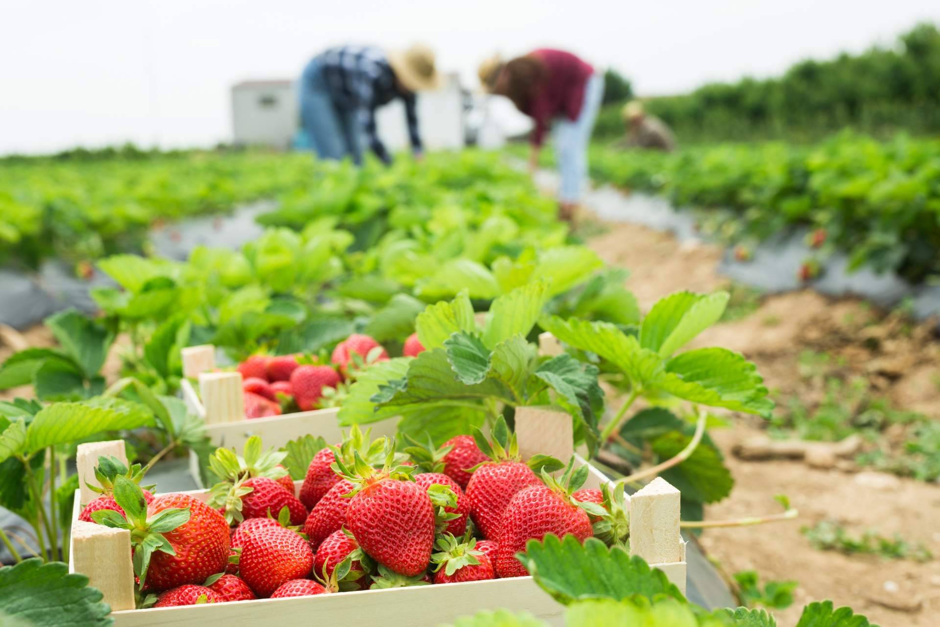 Disminuye la cosecha de fresa 2023 en España, por Baor Products