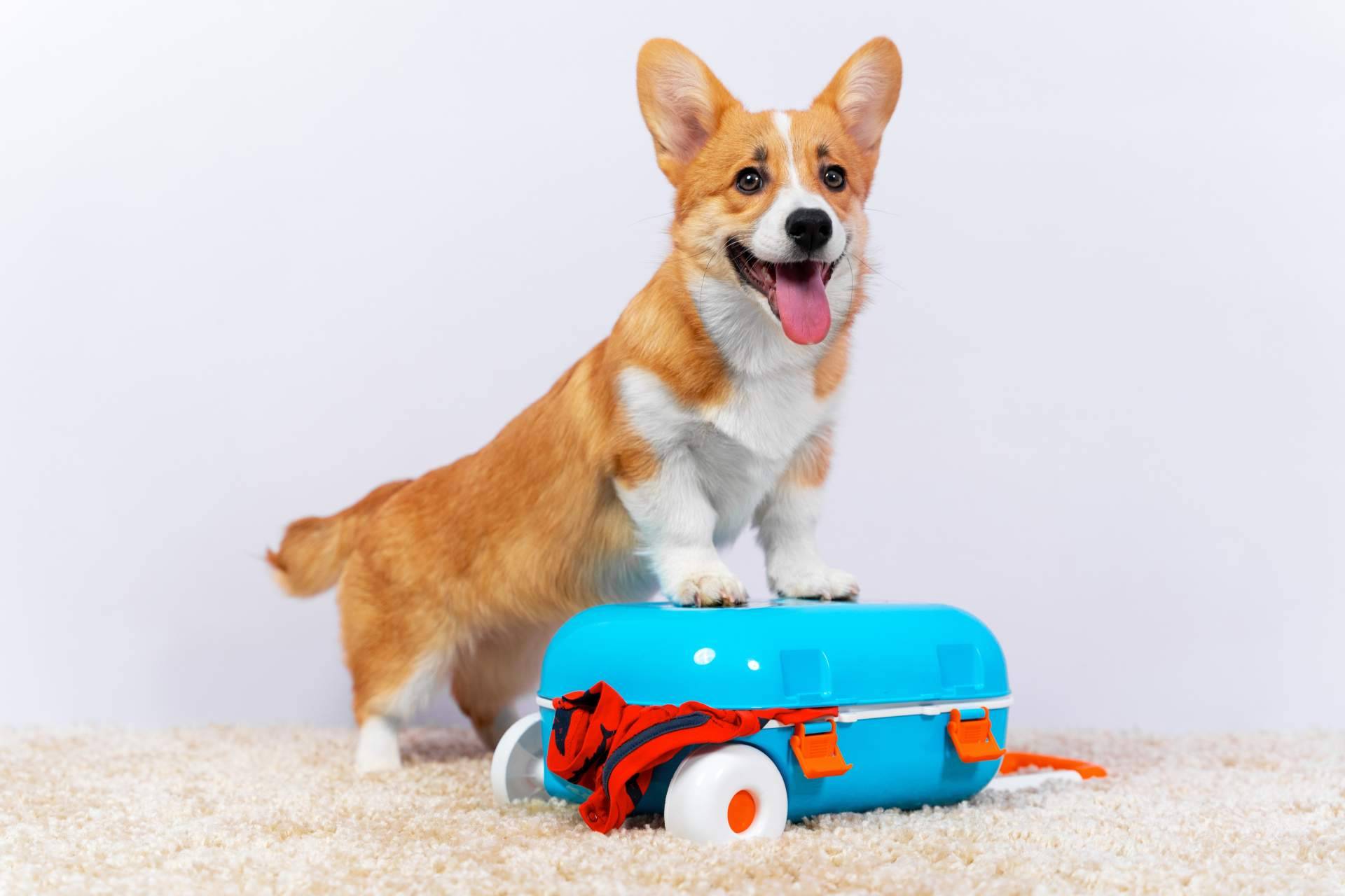 Consejos para planificar las vacaciones cuando hay animales de compañía en la familia