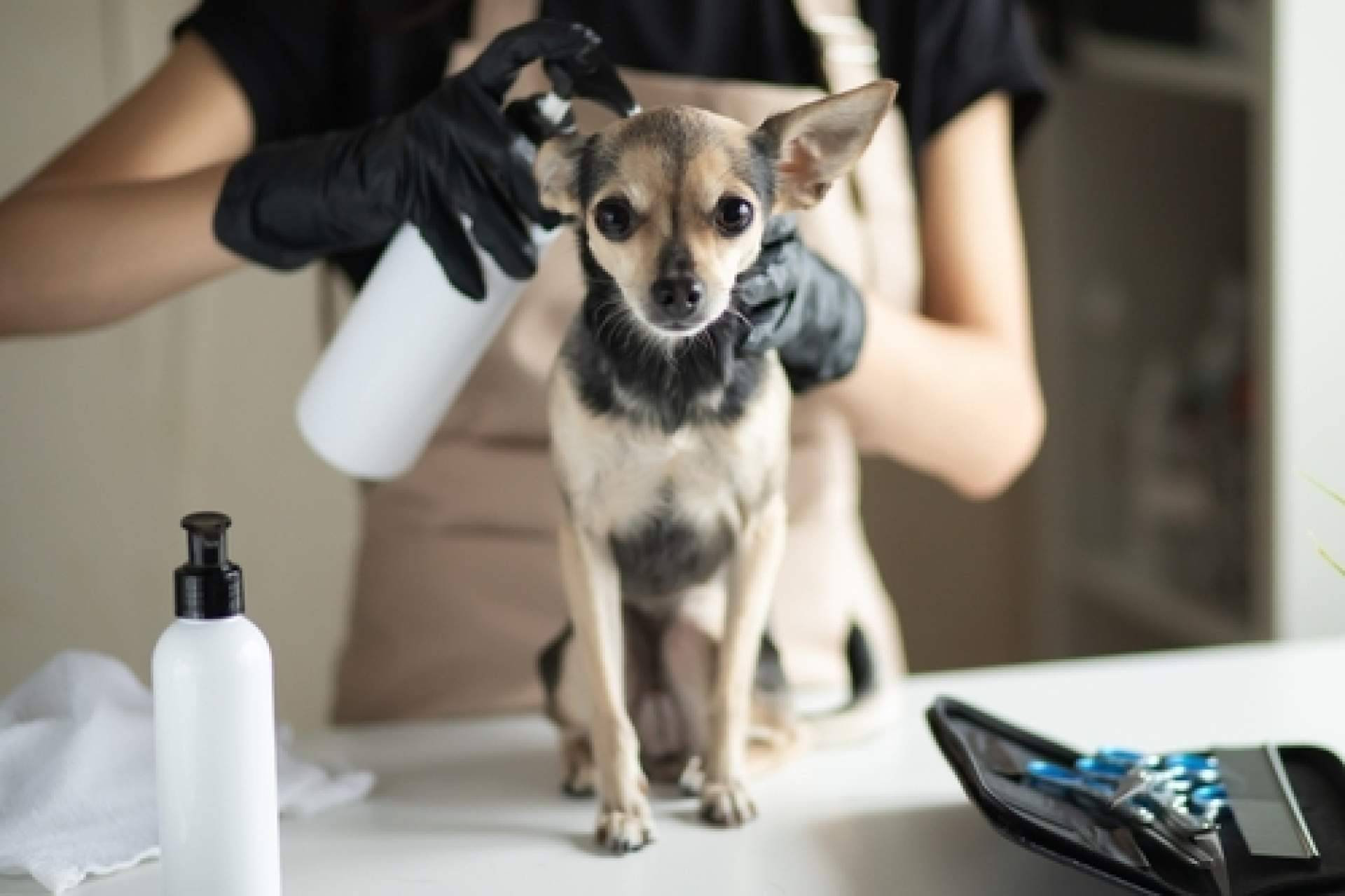 4Huellas, el distribuidor de la marca de productos de cosmética para peluquerías caninas Yuup!