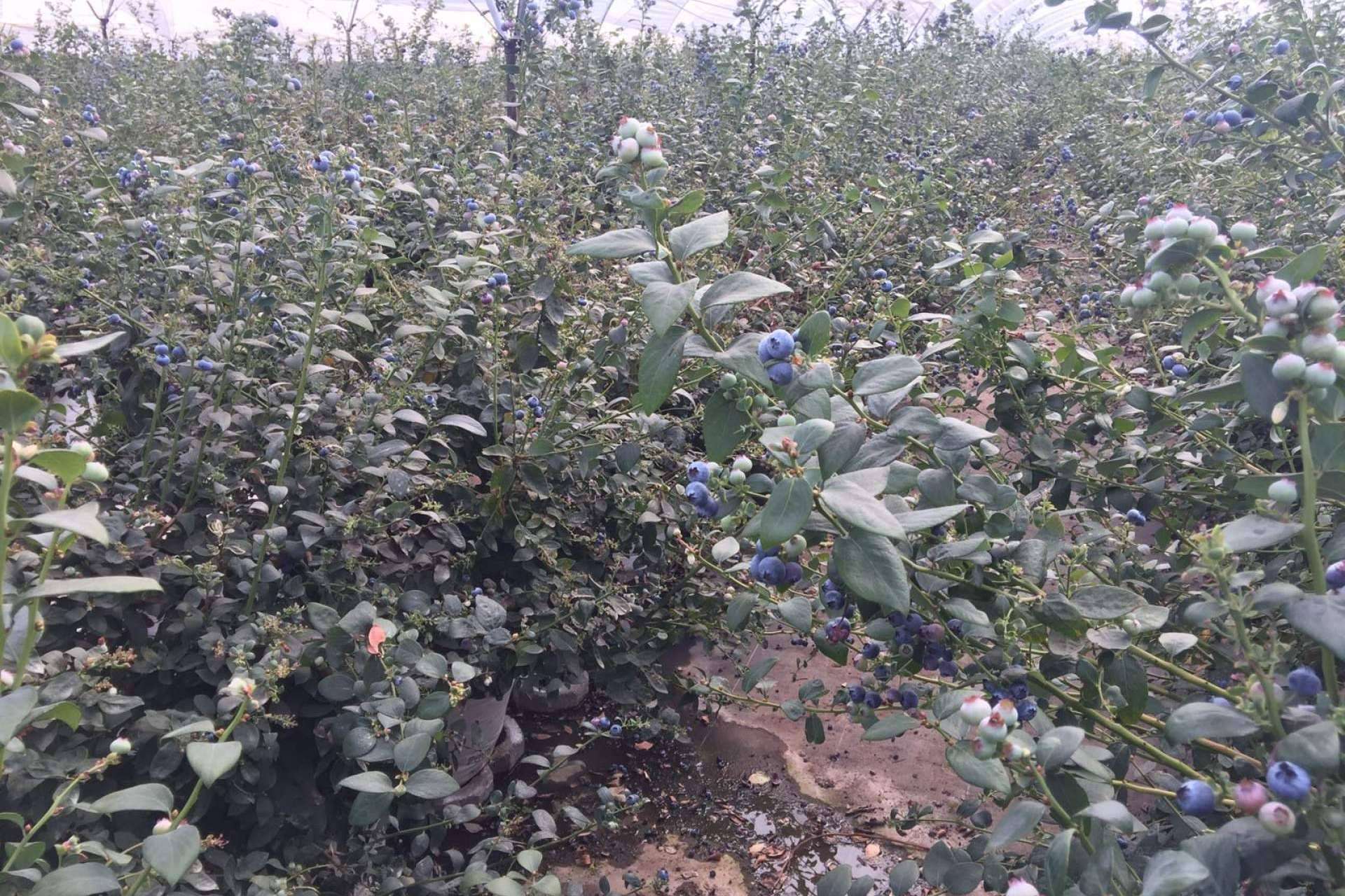 Pelemix explica las ventajas de los sustratos de cultivo para blueberrys