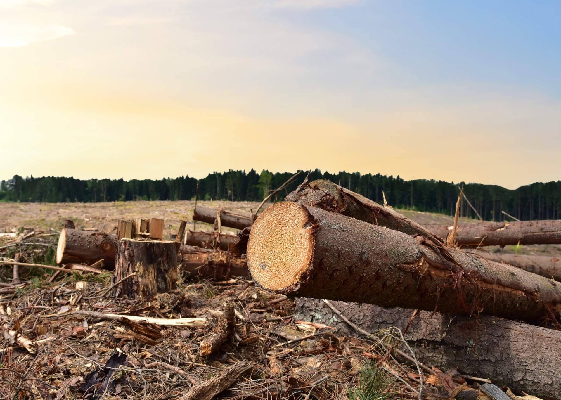 Noticias Ambientales se ocupa de generar conciencia sobre las especies emblemáticas en peligro de extinción