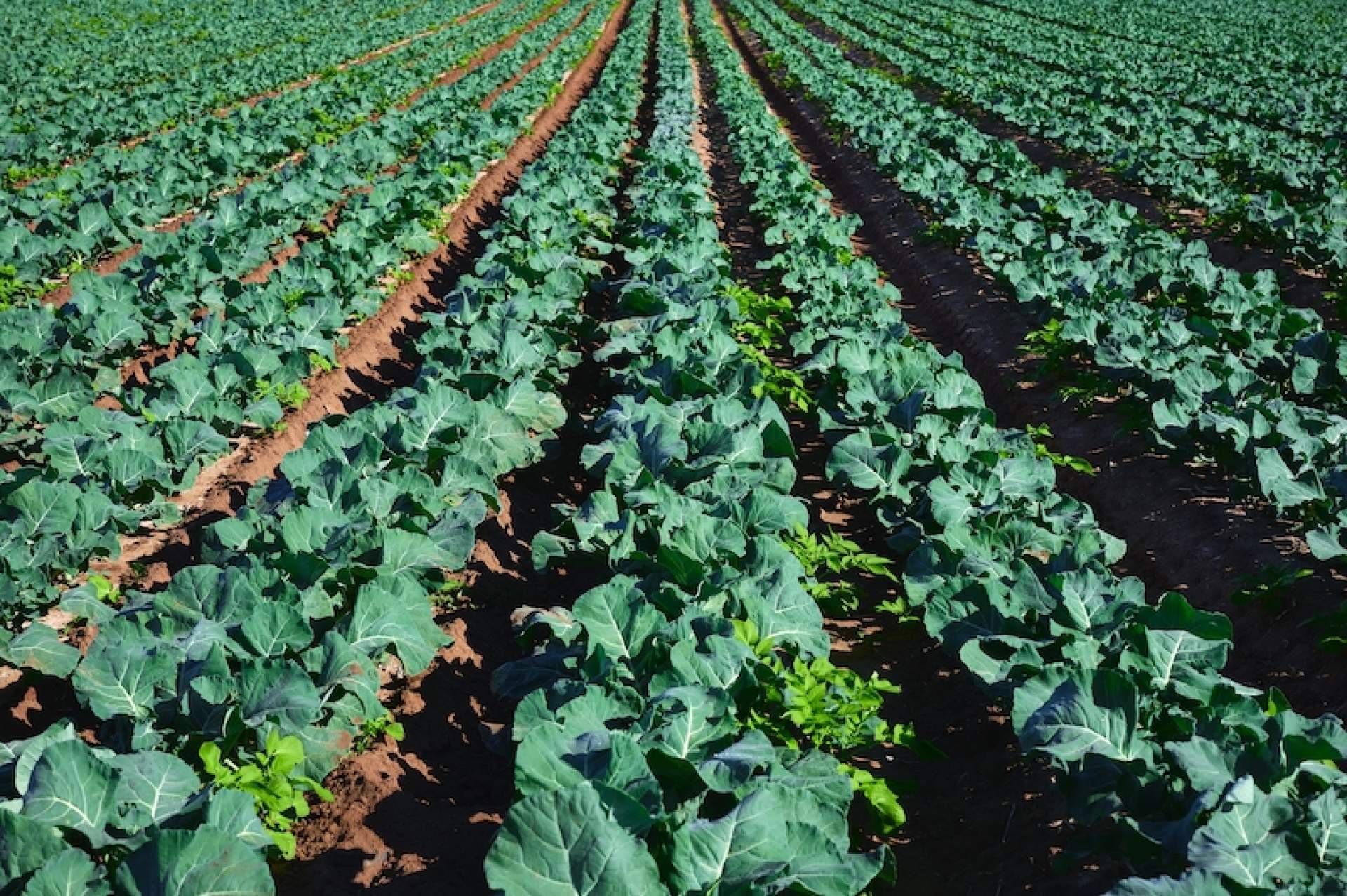 Significado y características de la agricultura extensiva