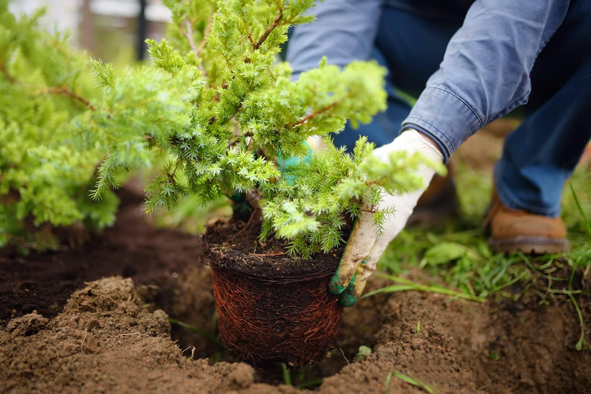Encontrar una gran variedad de productos de jardinería en TiendaTu