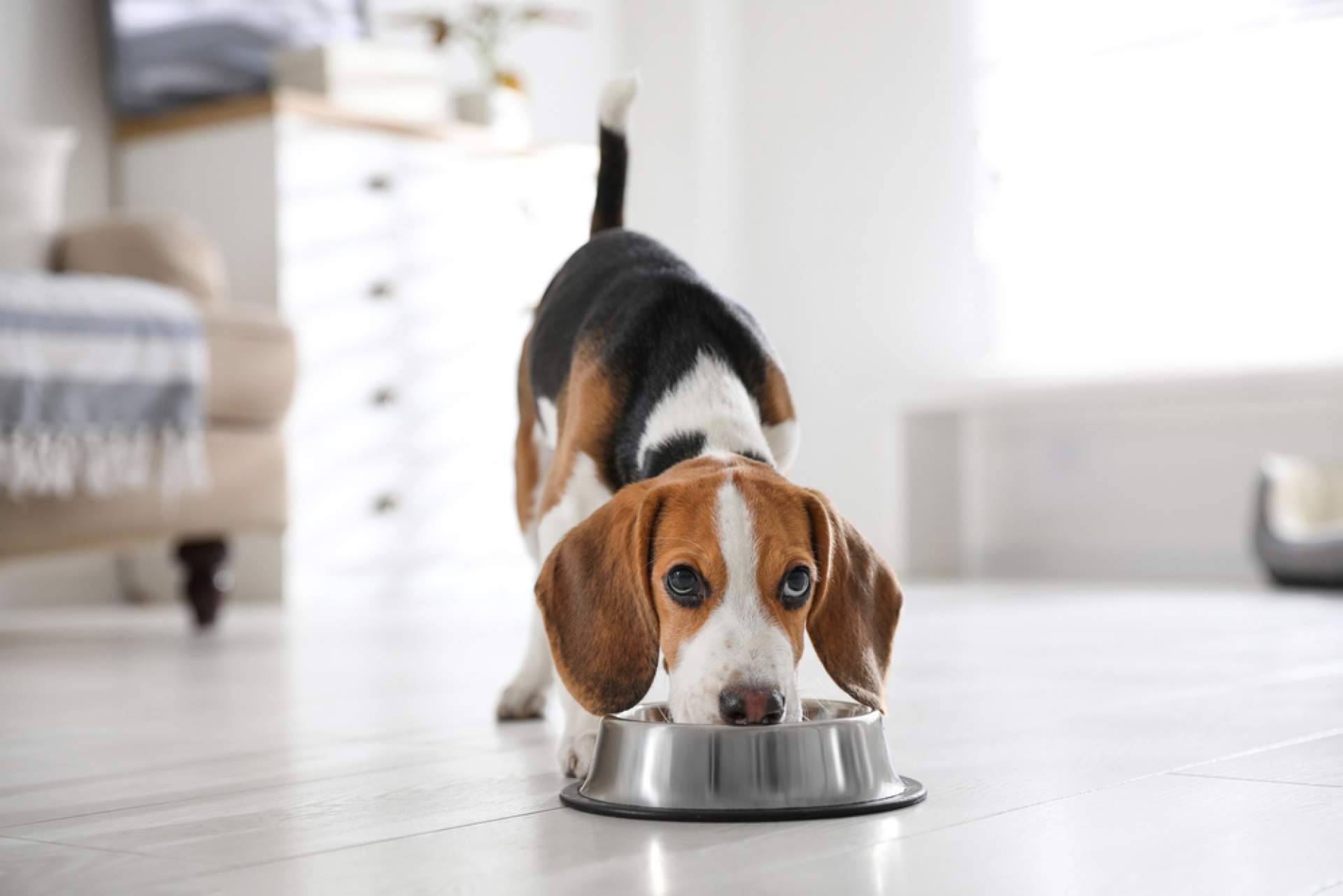 Nutrikoa, el pienso para perros 100 % natural