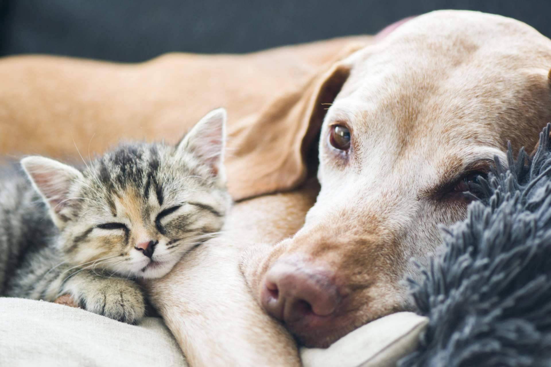 Mooiza ayuda a mejorar la salud de las mascotas con aromaterapia para perros y gatos