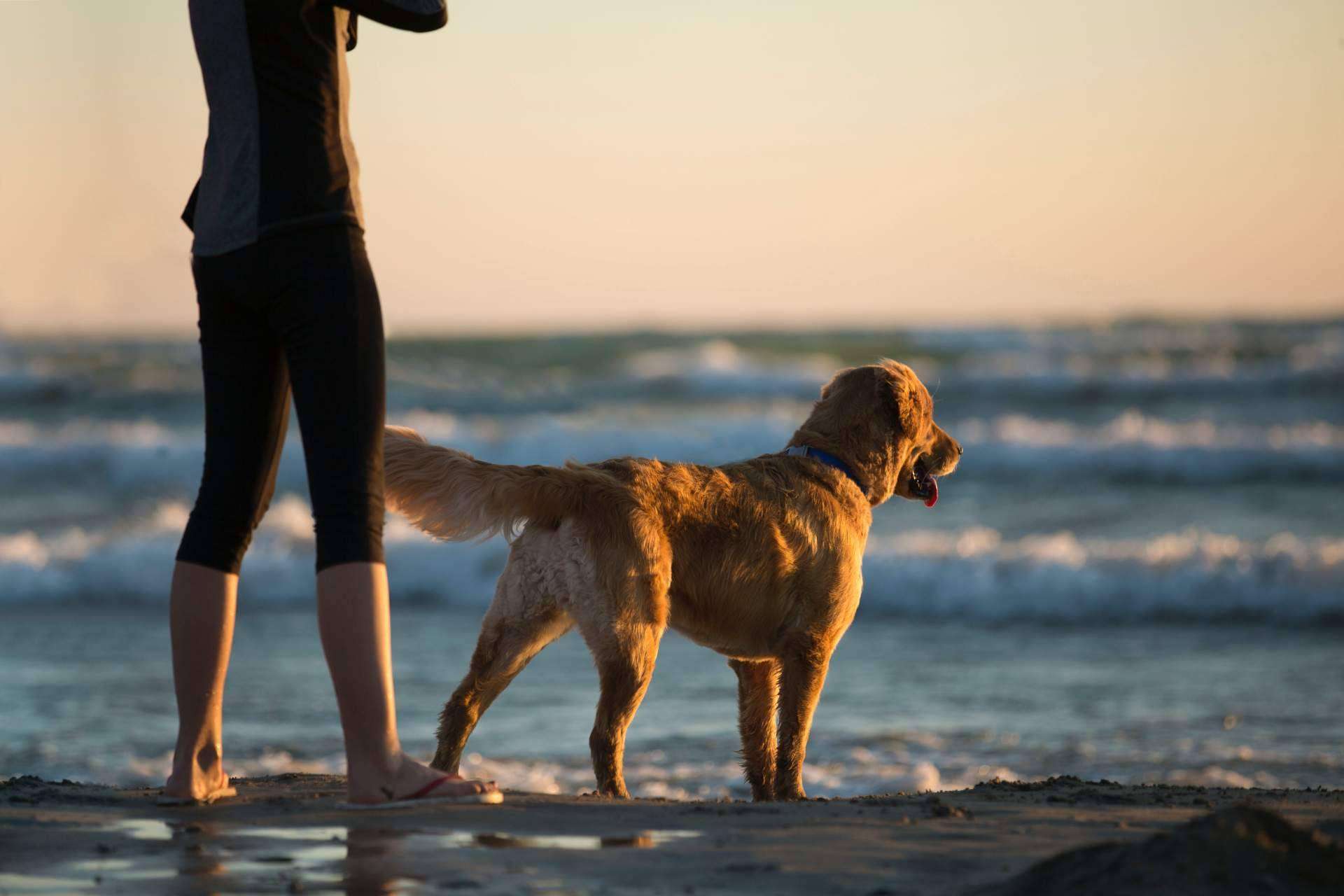 ADOPTA, un buscador pet friendly. Cómo encontrar lugares para disfrutar con un perro