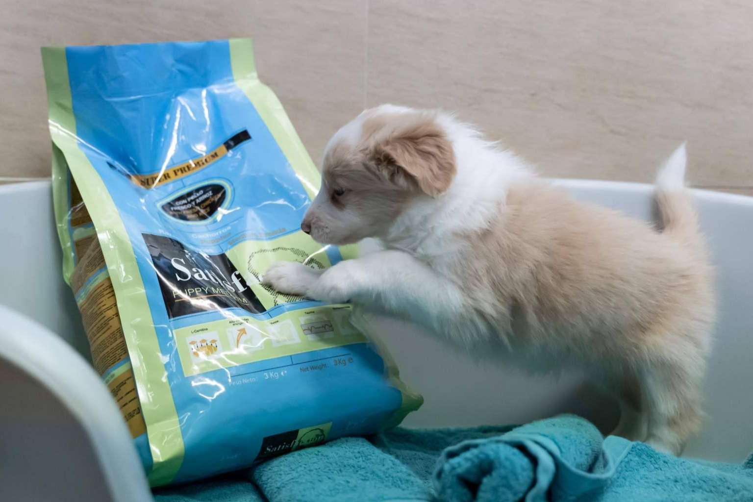 Satisfaction recalca la importancia de garantizar una buena alimentación a los cachorros