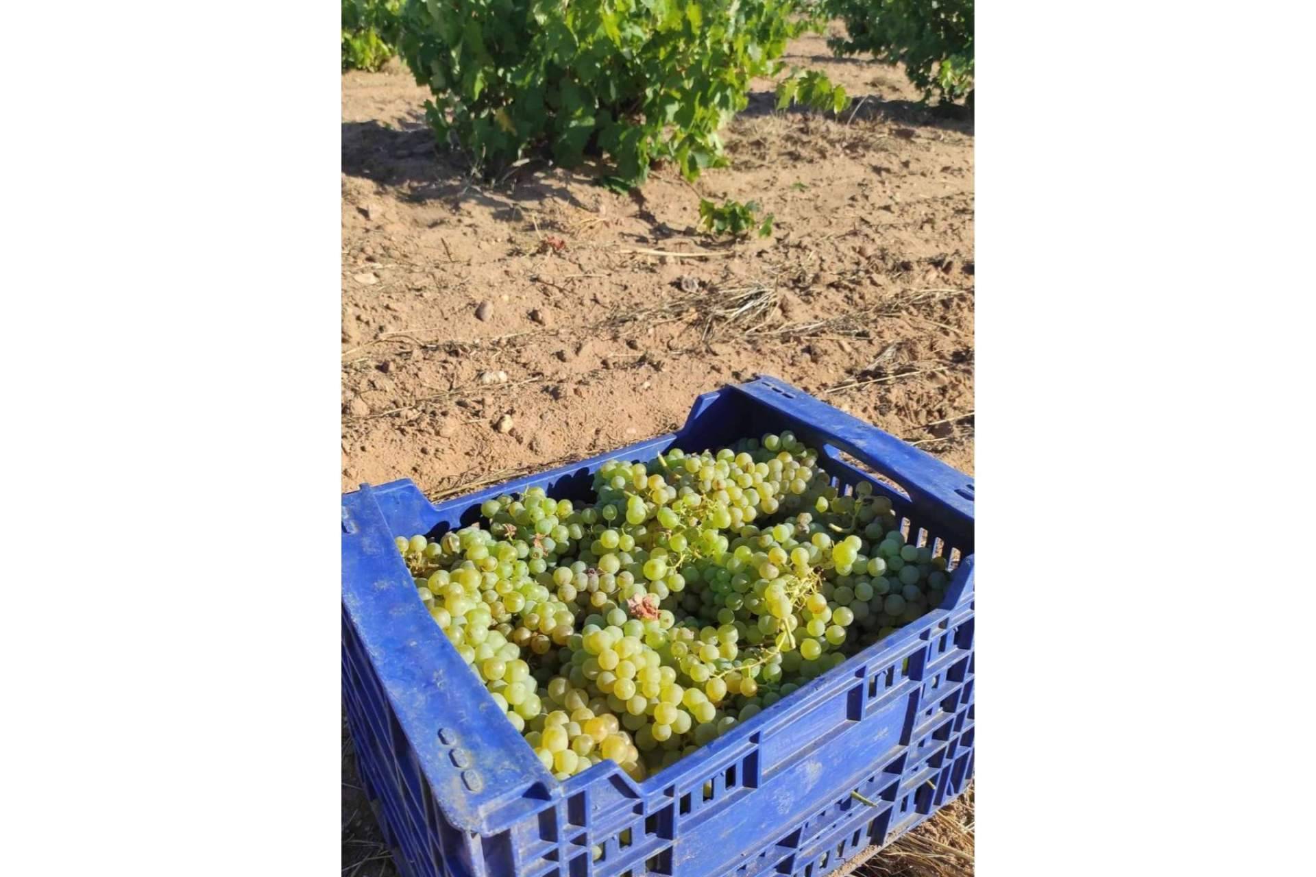 Vinos poco reconocidos en la DO Toro; las variedades de Malvasía y Garnacha