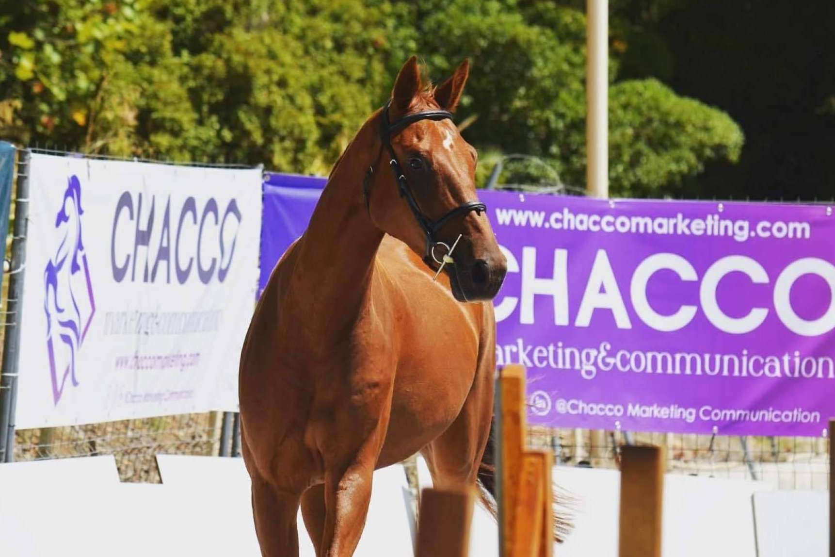 Las relaciones públicas también son clave en el sector ecuestre, por Chacco Marketing