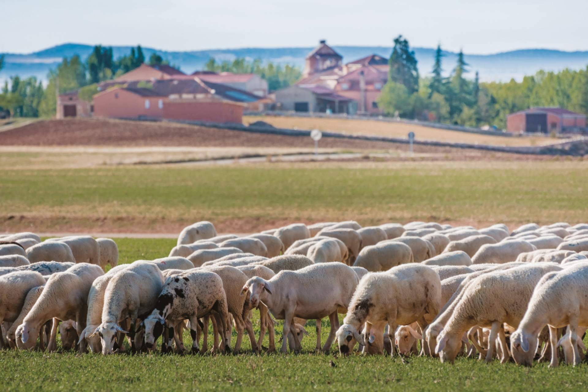 Las ventajas de contar con la plataforma de alimentación animal Afeedme