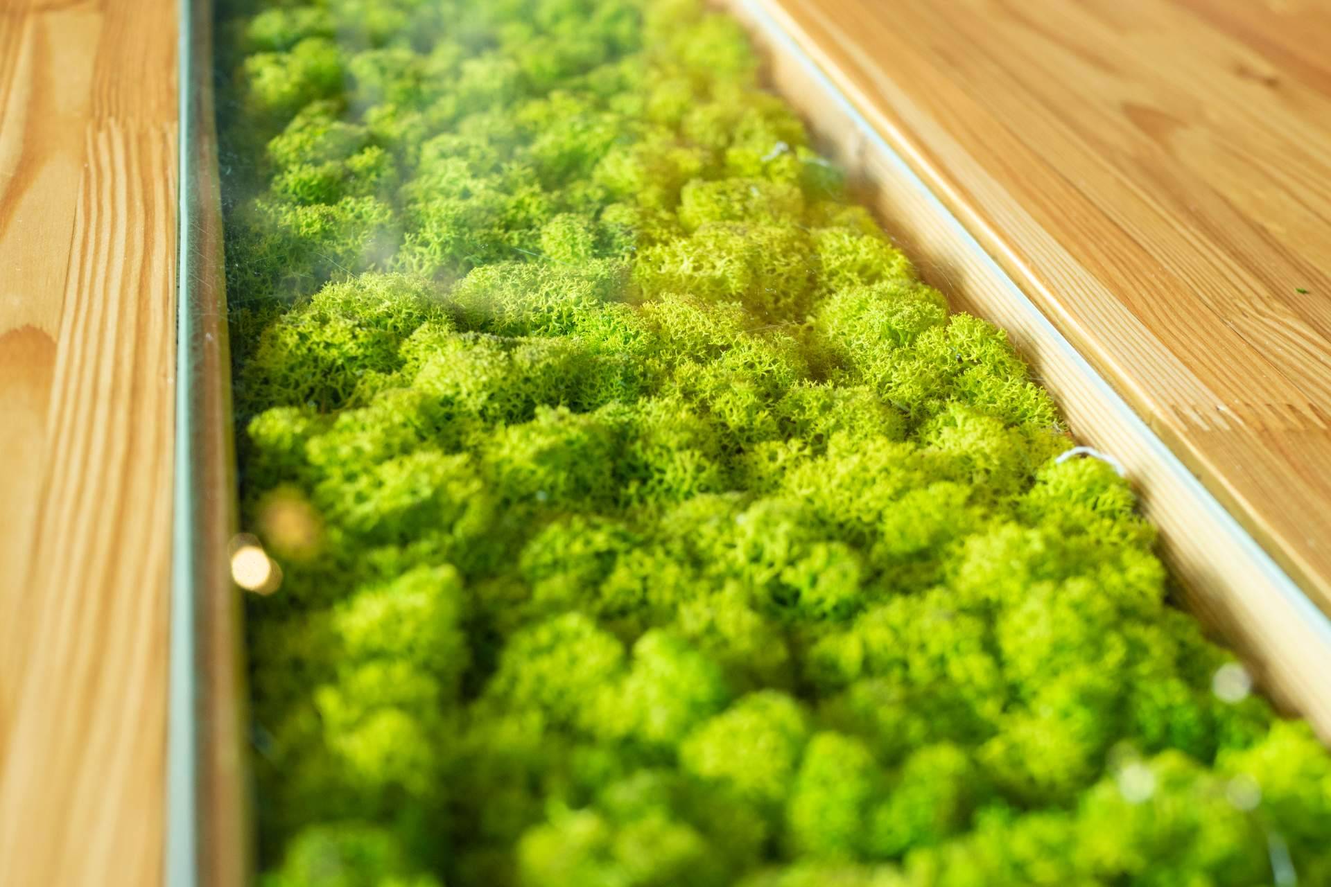 El musgo artificial es uno de los productos estrella en JardínVertical.es