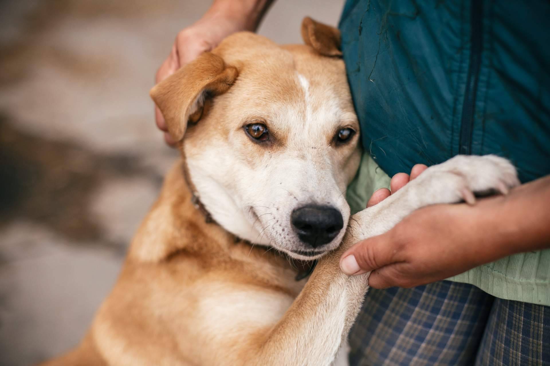 La aplicación que promueve la adopción de animales en España, Amazdog